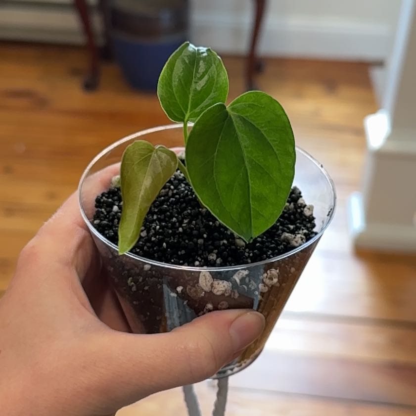 Photo of the plant species Anthurium 'Queen of Hearts' by Cat named Zion on Greg, the plant care app