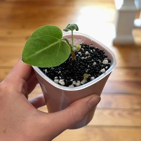 Photo of the plant species Anthurium Regale X Luxurians by Cat named Drake on Greg, the plant care app