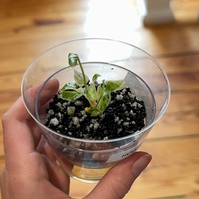 Photo of the plant species Variegated Hookeri by Cat named Bigleef Smalls on Greg, the plant care app