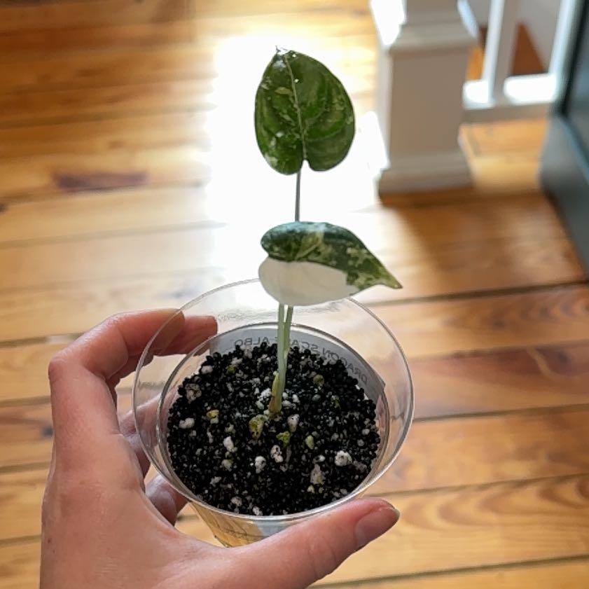 Photo of the plant species Alocasia Dragon Scale Albo by Cat named Osmo on Greg, the plant care app