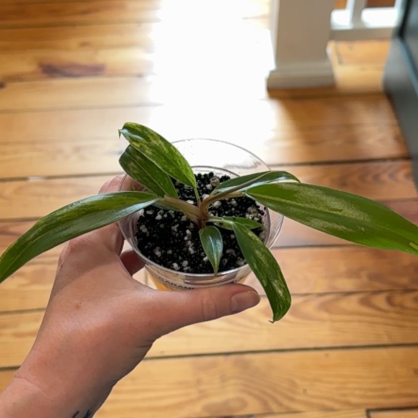Photo of the plant species Caramel Marble Philodendron by Cat named Bella on Greg, the plant care app