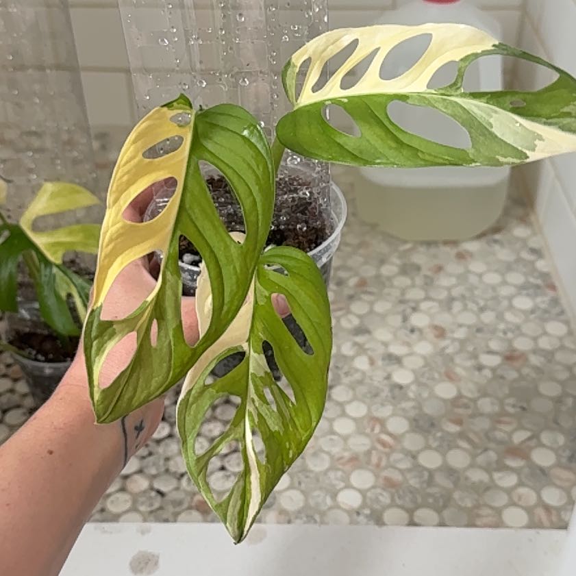 Photo of the plant species Variegated Swiss Cheese Plant by Cat named posy’s baby on Greg, the plant care app