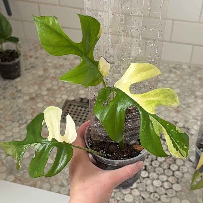 Photo of the plant species Variegated Mini Monstera by Cat named Mum’s baby on Greg, the plant care app
