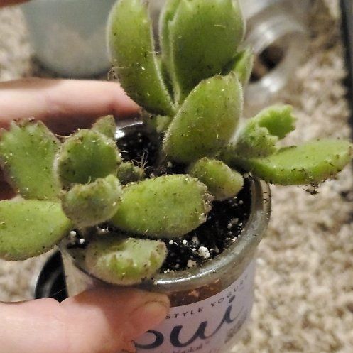 Photo of the plant species Cotyledon tomentosa subsp. ladismithiensis by @SilkenJuneplum named Zion on Greg, the plant care app