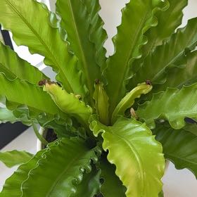 Photo of the plant species Japanese Bird's Nest Fern by @RealSnailvine named Plato on Greg, the plant care app