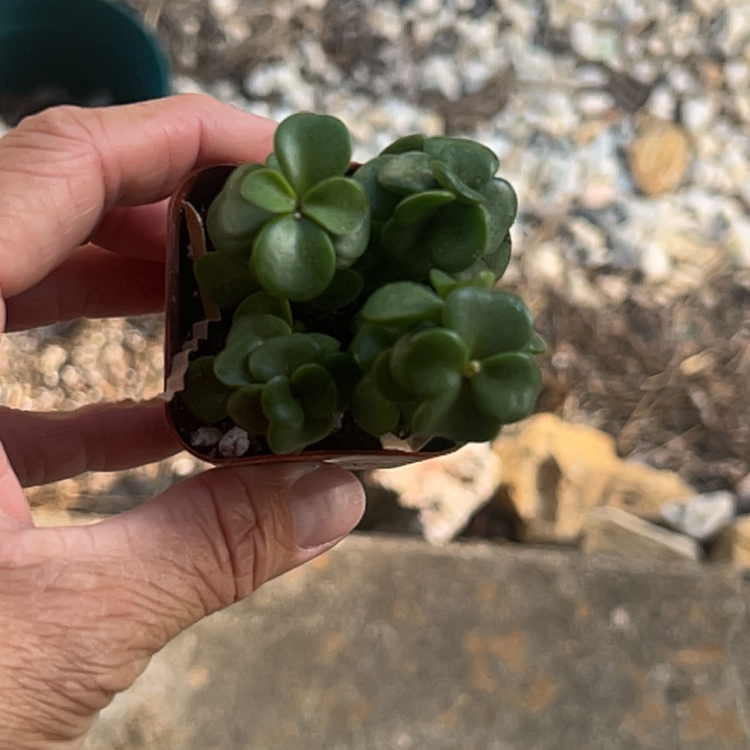 A healthy Oregon Stonecrop plant in a small pot, held by a hand.