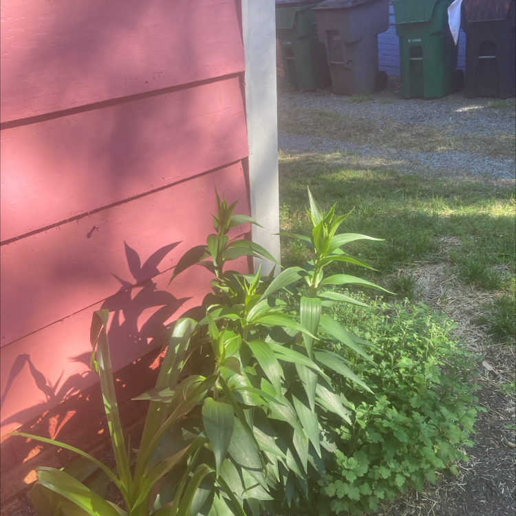 Photo of the plant species Flame Lily by @GoldenBookaloe named Bigleef Smalls on Greg, the plant care app