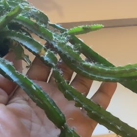 Photo of the plant species dragon fruit cactus by @GoldenBookaloe named Dragon 🐉 on Greg, the plant care app