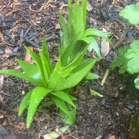 Photo of the plant species Flame Lily by @GoldenBookaloe named Bigleef Smalls on Greg, the plant care app