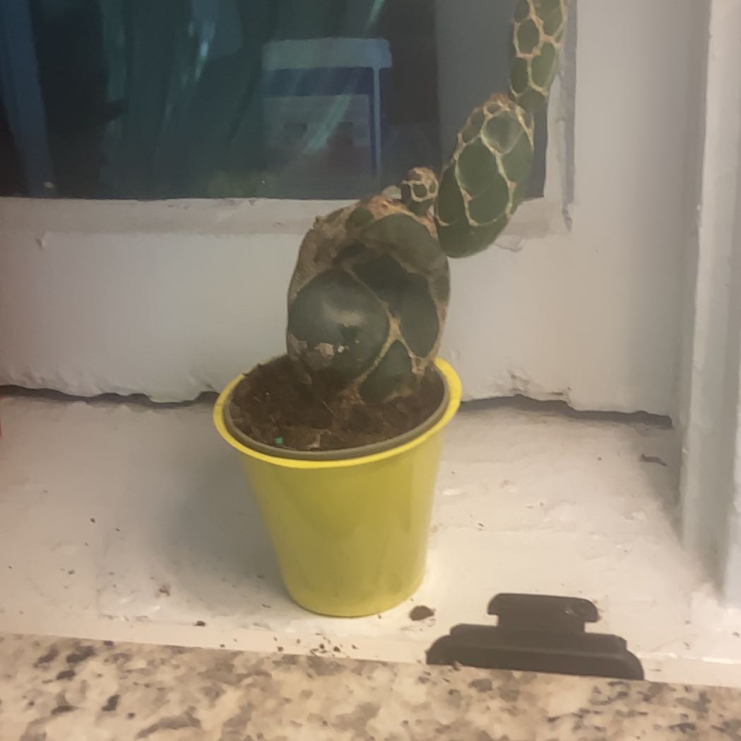 Photo of the plant species Cobra Cactus by @GoldenBookaloe named Marilyn on Greg, the plant care app