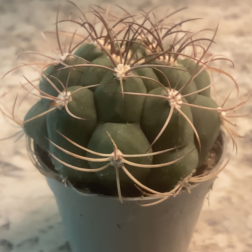 Photo of the plant species Thelocactus hexaedrophorus by @GoldenBookaloe named Huckleberry Fern on Greg, the plant care app