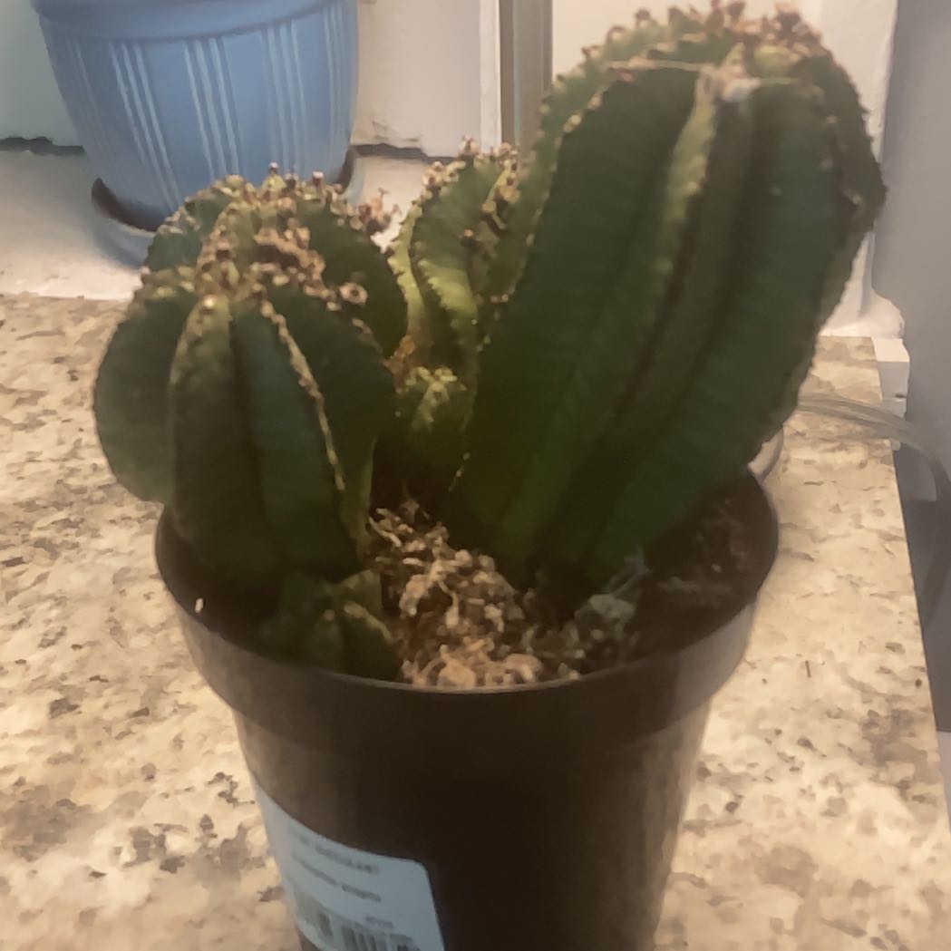 Photo of the plant species Euphorbia anoplia by @GoldenBookaloe named Austen on Greg, the plant care app