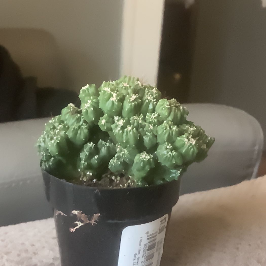 Photo of the plant species Ming Thing Cactus by @GoldenBookaloe named Terra on Greg, the plant care app