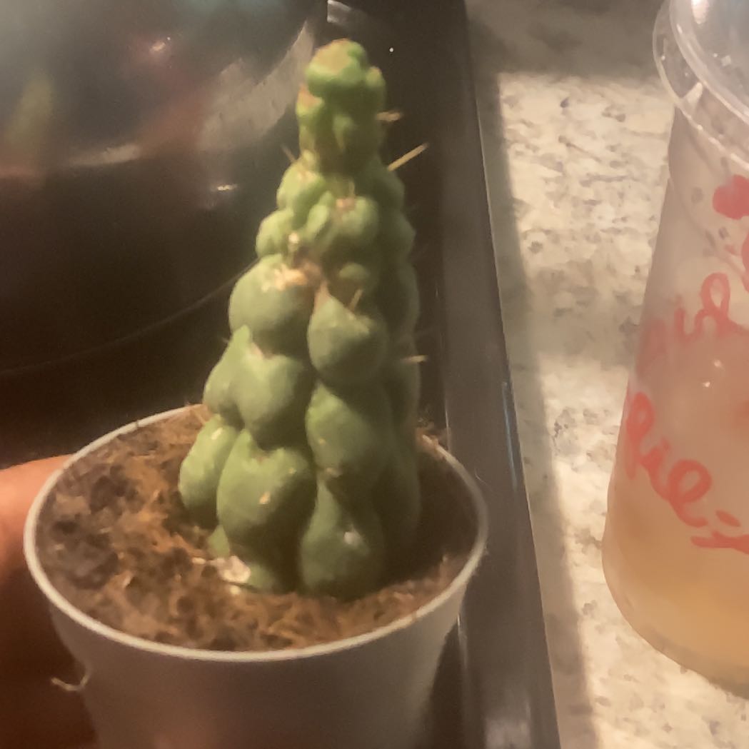 Photo of the plant species Peyote by @GoldenBookaloe named Curie on Greg, the plant care app