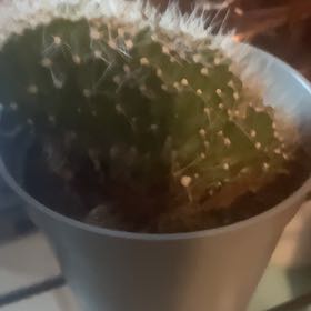 Photo of the plant species Crested Snake Cactus by @GoldenBookaloe named Sproutacus on Greg, the plant care app