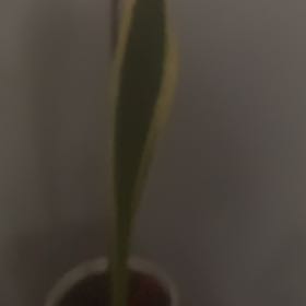Photo of the plant species Sansevieria Silver Flame by @GoldenBookaloe named McKinley on Greg, the plant care app