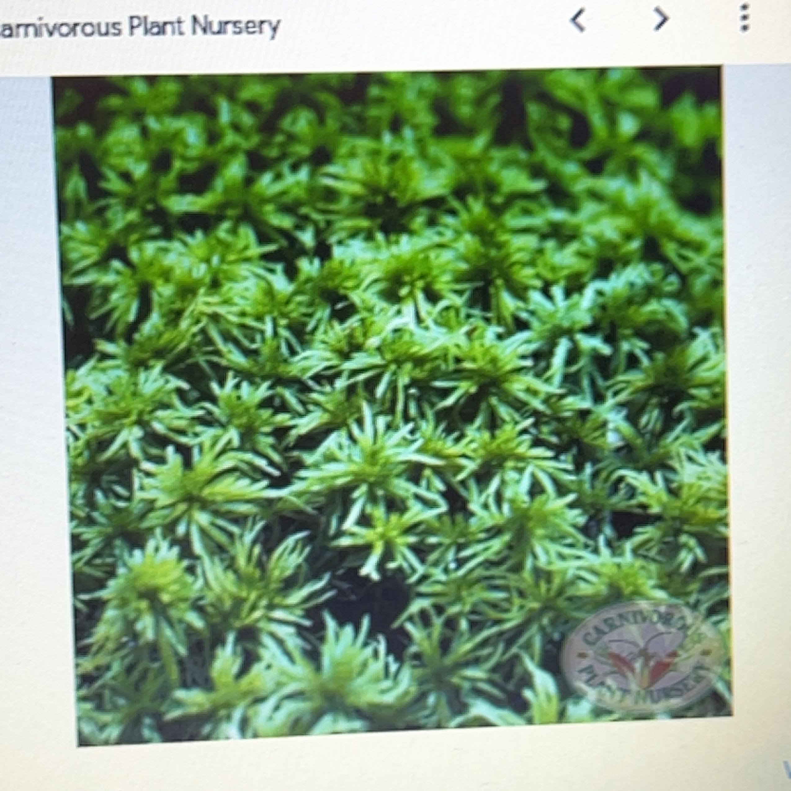 Photo of the plant species Sphagnum Moss by @YiftCosmobaby named ChloroPhil on Greg, the plant care app