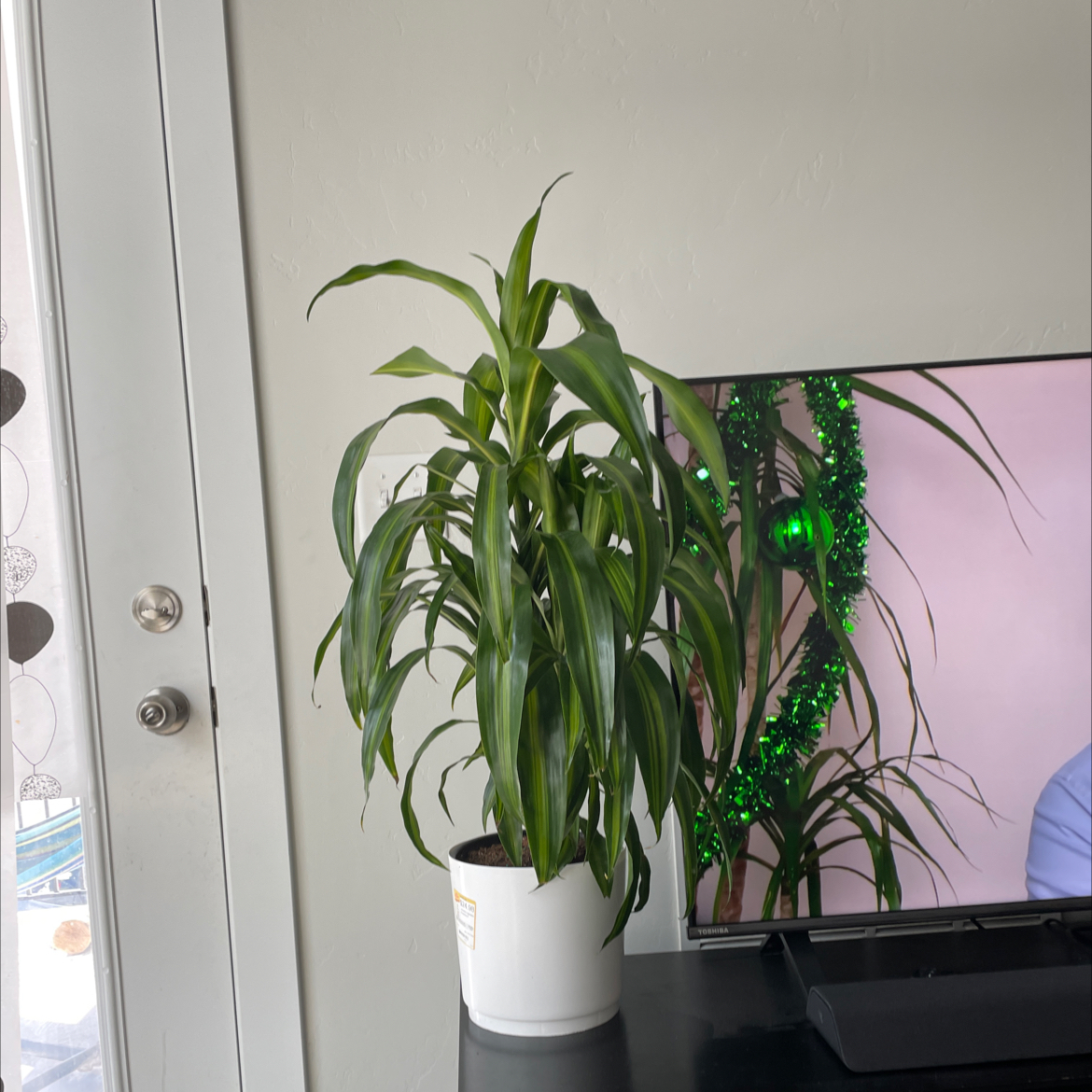 Dracaena 'Hawaiian Sunshine' plant in a white pot on a black surface, appears healthy.