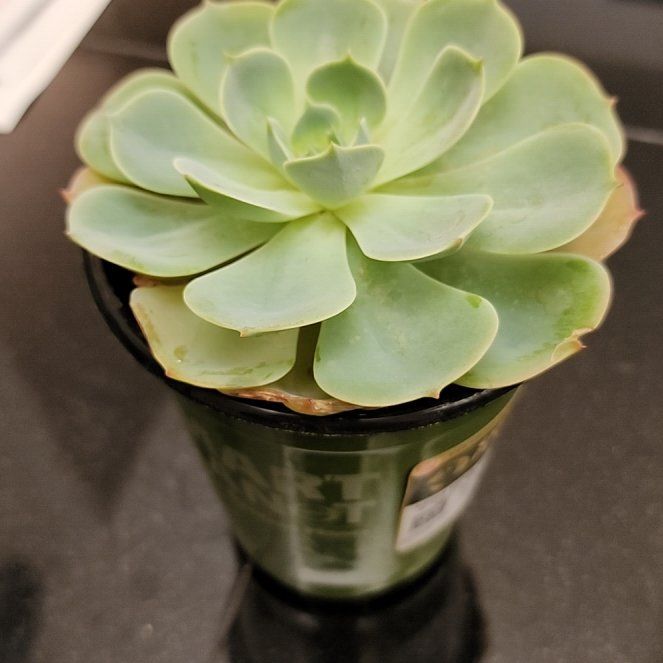 Photo of the plant species Echeveria x imbricata by @IdealYellowgum named Athena on Greg, the plant care app