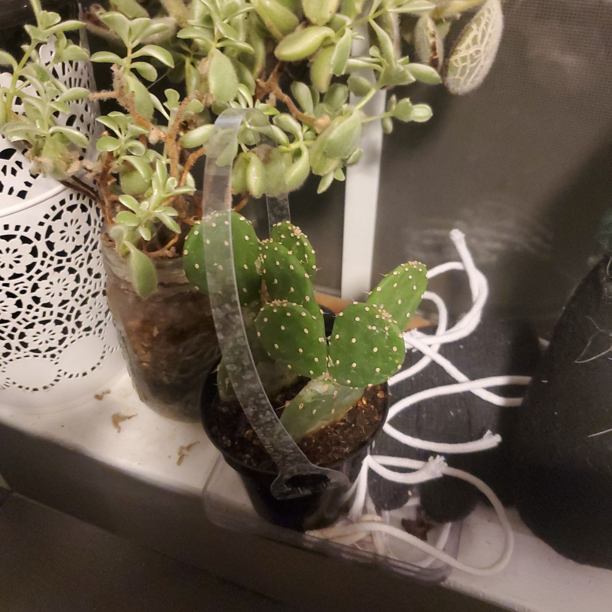 Photo of the plant species Red Buttomn Cactus by @AmiableJubaea named Anya Taylor-Joy on Greg, the plant care app