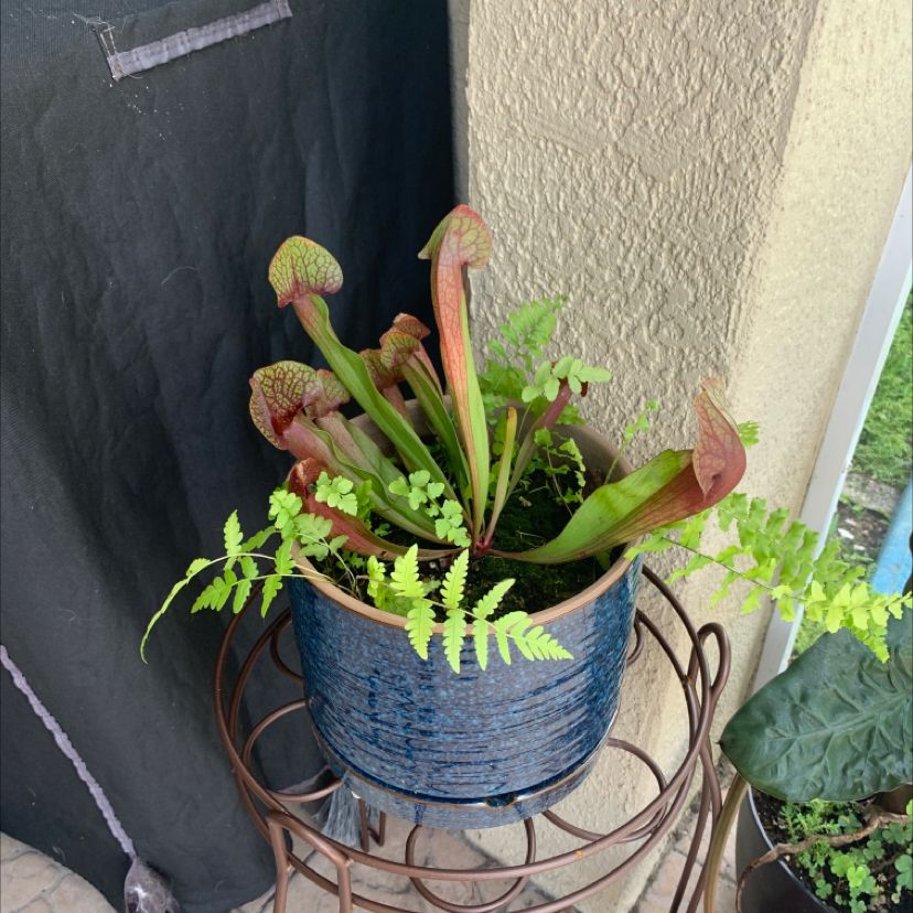 Photo of the plant species Red Bug Pitcher Plant by @ARO_715 named American Pitcher Plant on Greg, the plant care app