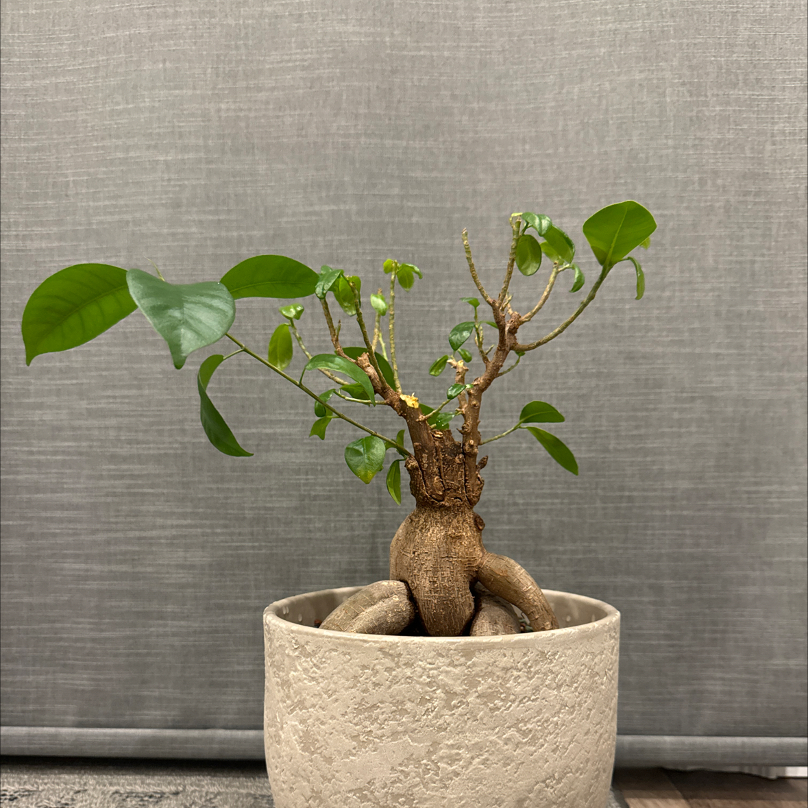Morgan Treeman | A plant by @IdolMostii on Greg