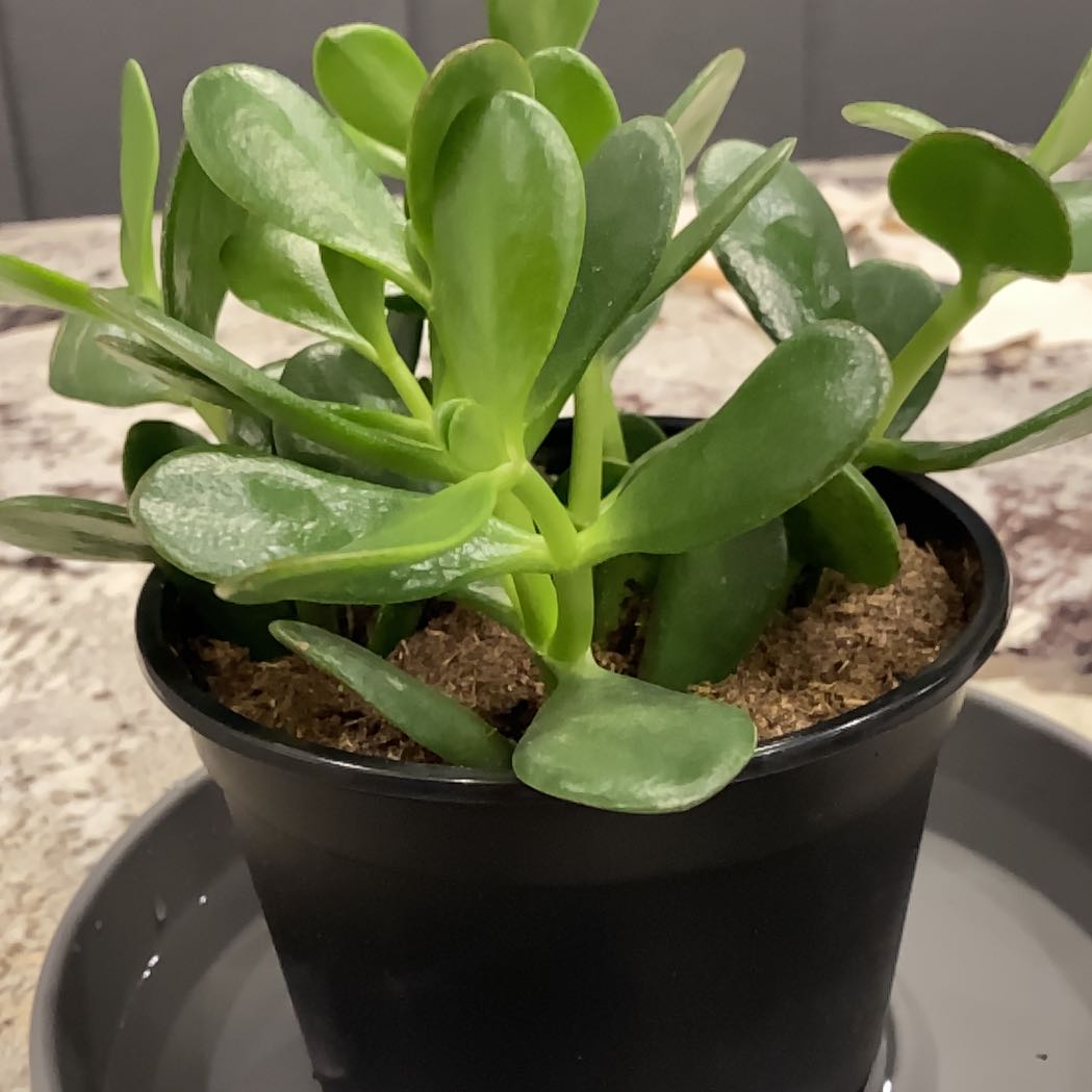 Healthy Crassula rogersii plant in a black pot with green leaves.