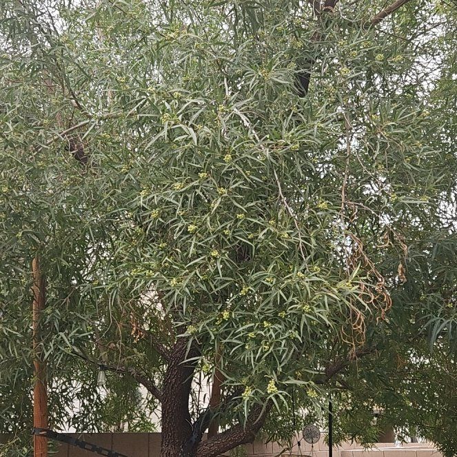 Photo of the plant species African Sumac by @ScholarlyLemon named Drake on Greg, the plant care app
