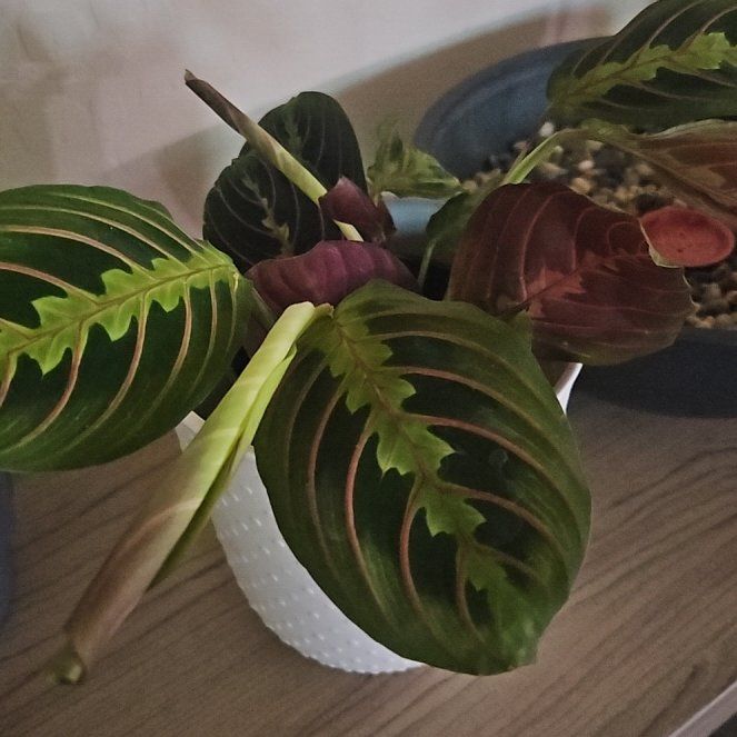 Photo of the plant species red prayer plant by @ScholarlyLemon named Pinky on Greg, the plant care app