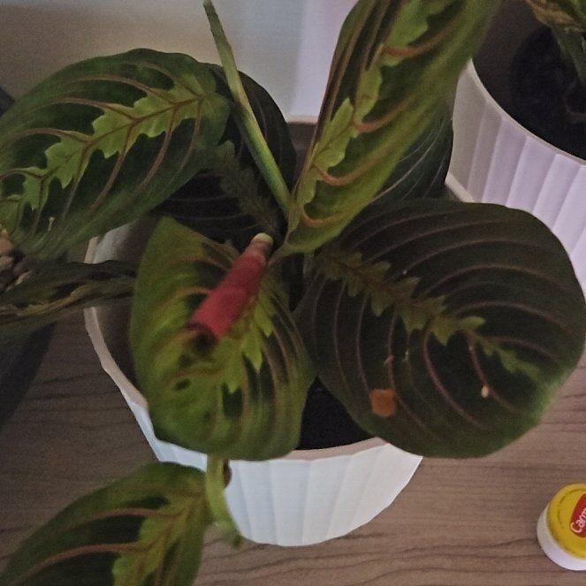 Photo of the plant species red prayer plant by @ScholarlyLemon named Blue on Greg, the plant care app