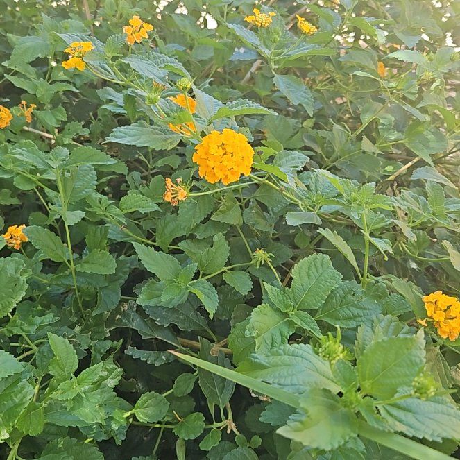 Photo of the plant species Yellow Sage by @ScholarlyLemon named Demi on Greg, the plant care app