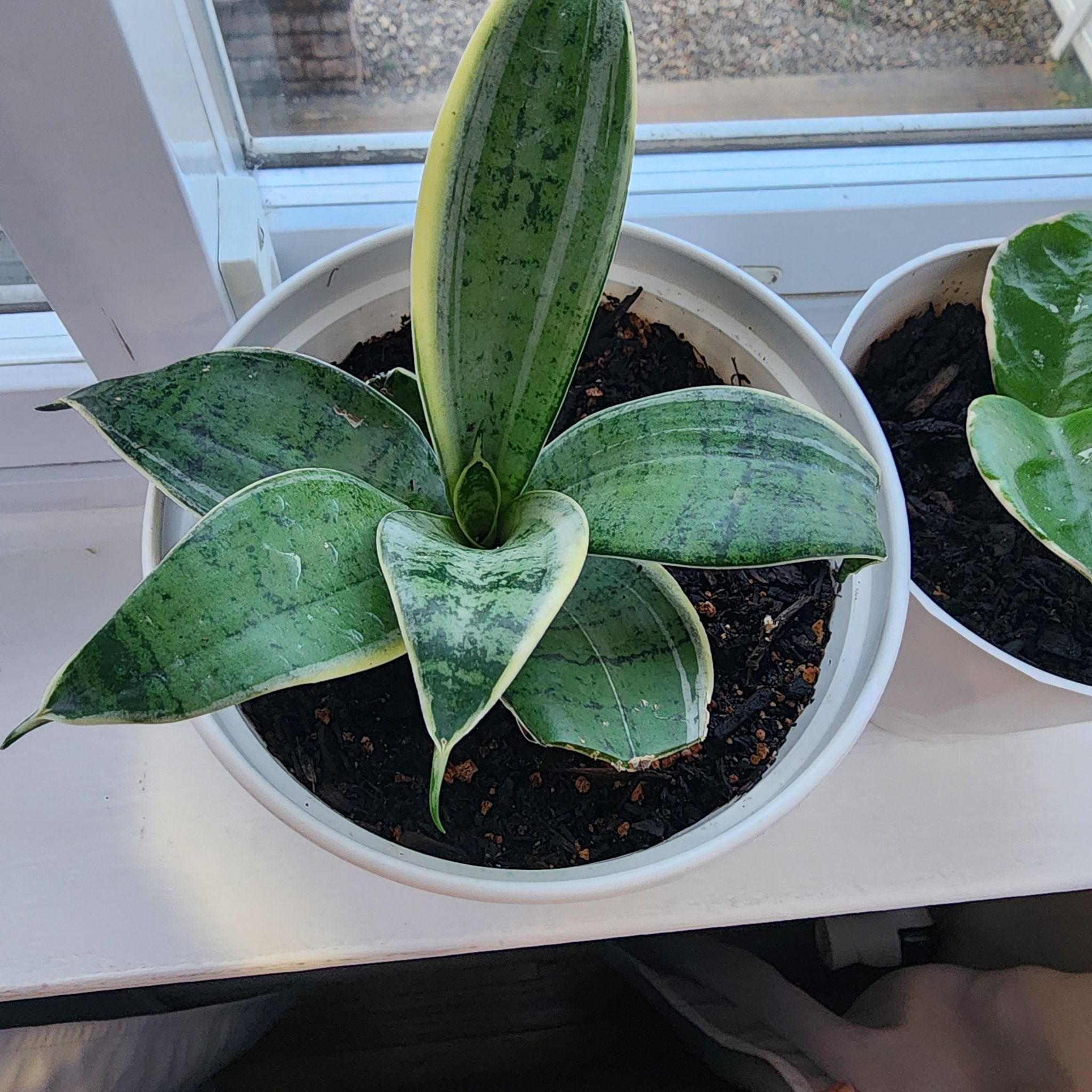 Photo of the plant species Dracaena trifasciata 'Stars and Stripes' by @RulerApricot named Mando on Greg, the plant care app