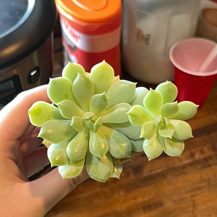 Healthy Echeveria 'Seraphina' succulent with plump, green leaves held by a hand.
