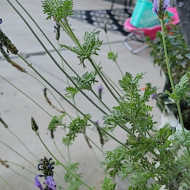 Photo of the plant species Fernleaf Lavender by @ForeverBluebill named Mollie on Greg, the plant care app