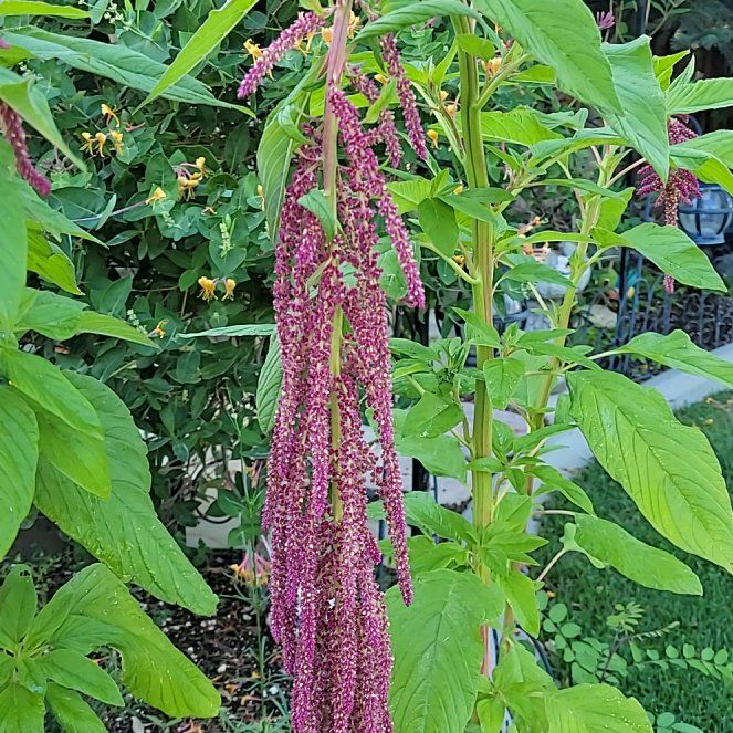 Photo of the plant species Kiwicha by @ForeverBluebill named Leonardo on Greg, the plant care app