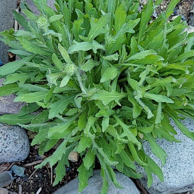 Photo of the plant species Philadelphia Fleabane by @ForeverBluebill named Ronaldo on Greg, the plant care app