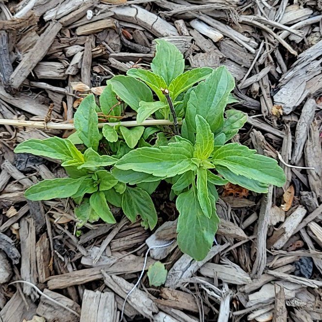 Photo of the plant species Fringed Willowherb by @ForeverBluebill named Messi on Greg, the plant care app