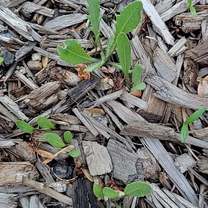 Photo of the plant species Cat's Ear by @ForeverBluebill named Hemingway on Greg, the plant care app