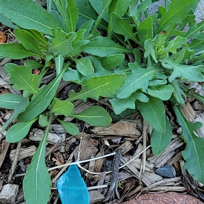 Photo of the plant species Great Blanket Flower by @ForeverBluebill named Terra on Greg, the plant care app