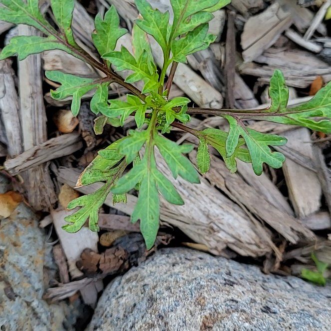 Photo of the plant species Spanish Needles by @ForeverBluebill named Gomez on Greg, the plant care app