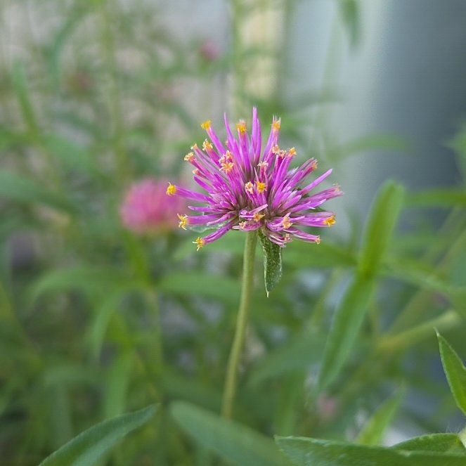 Photo of the plant species Mountain Bluet by @ForeverBluebill named Rihanna on Greg, the plant care app