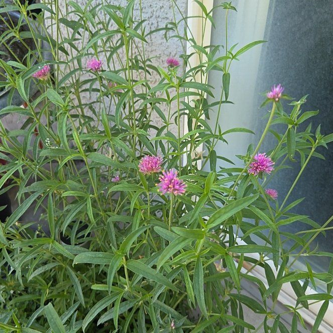 Photo of the plant species Valeriana rubra by @ForeverBluebill named Fernie Saunders on Greg, the plant care app