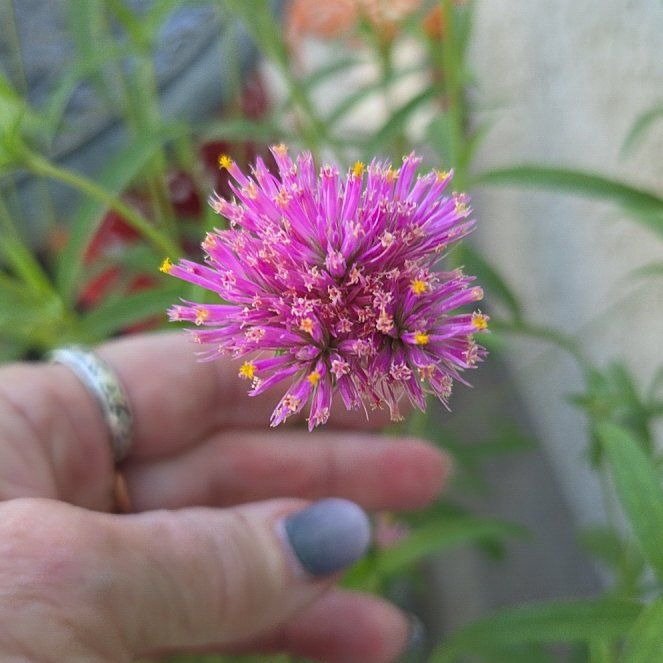 Photo of the plant species Globe Amaranth by @ForeverBluebill named Foxxy on Greg, the plant care app