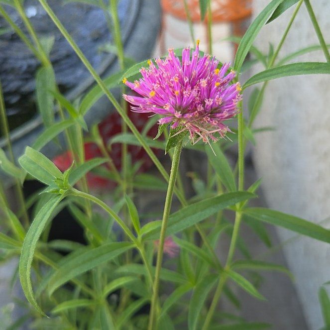 Photo of the plant species Globe Amaranth by @ForeverBluebill named Naomi on Greg, the plant care app