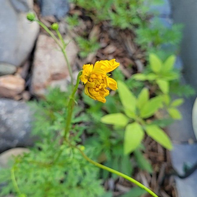 Photo of the plant species Sulphur Cosmos by @ForeverBluebill named Harry on Greg, the plant care app