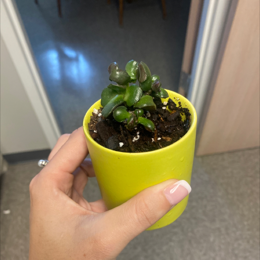 Finger Jade plant photo by @Abonomi named Ogre Ears on Greg, the plant care app.