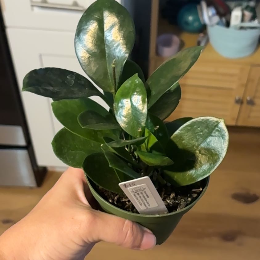 Photo of the plant species Hoya australis 'Keysii' by @Abonomi named Dolores on Greg, the plant care app