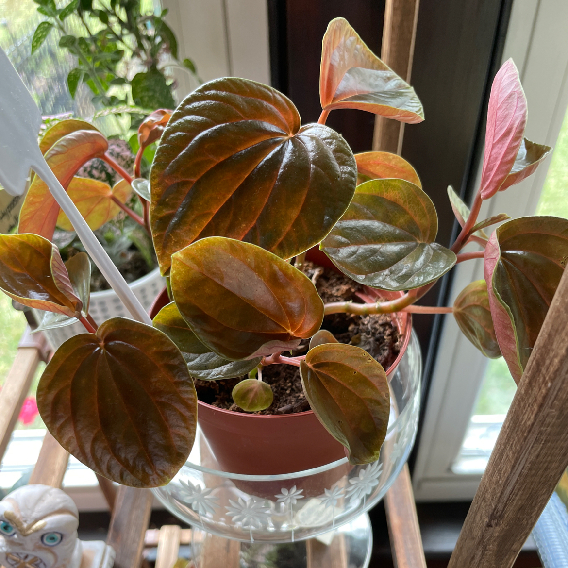 Photo of the plant species Peperomia 'Harmonys Great Pumpkin' by @HumbleTomato named Great Pumpkin on Greg, the plant care app