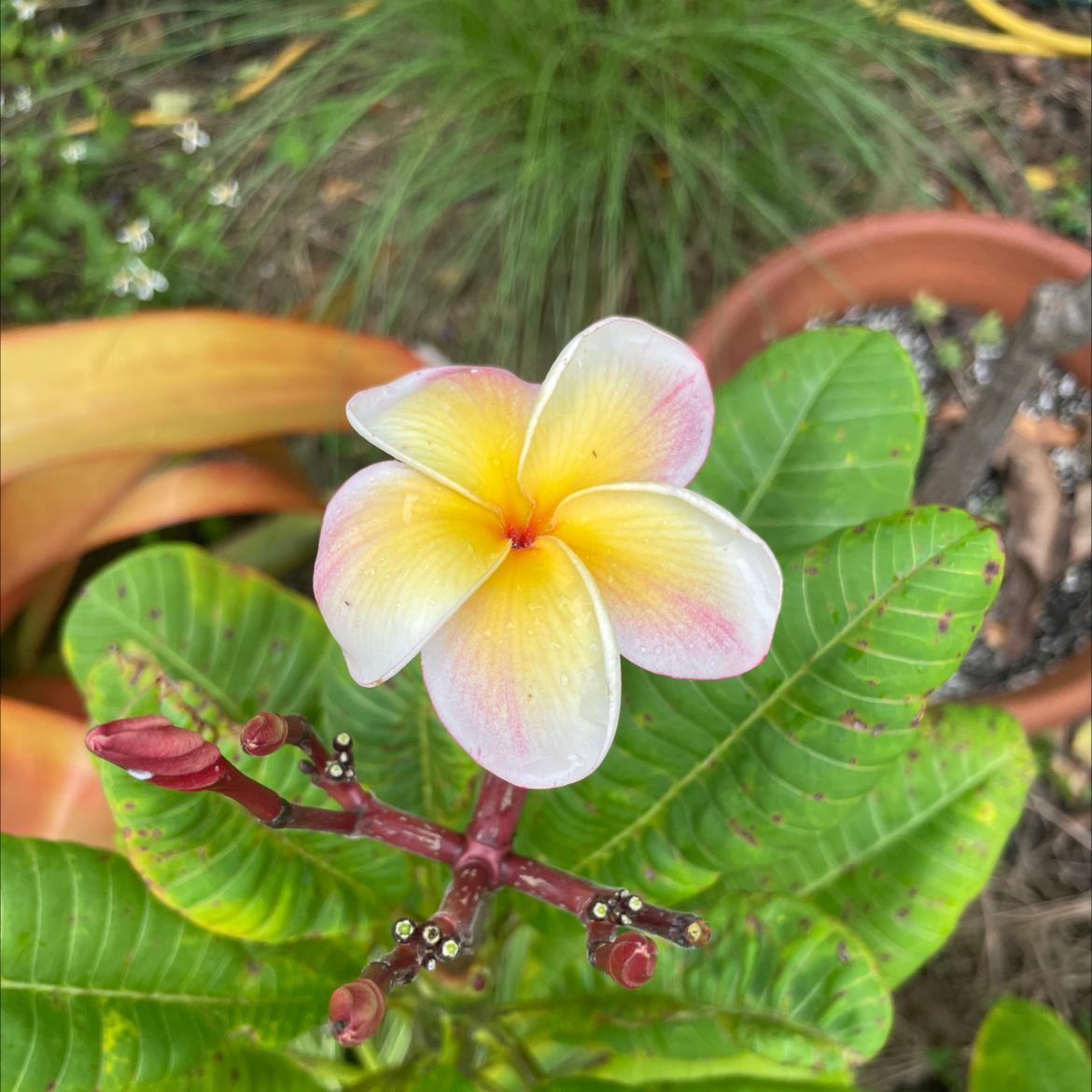 Photo of the plant species Plumeria alba by @HumbleTomato named Orlando Bloom ( white) on Greg, the plant care app