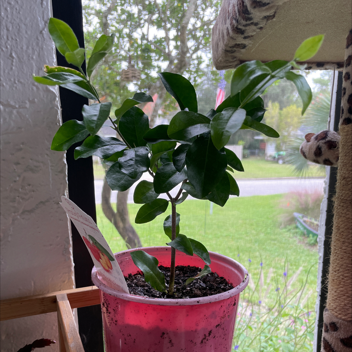Barbados Cherry plant in a pink pot near a window, with healthy green leaves.